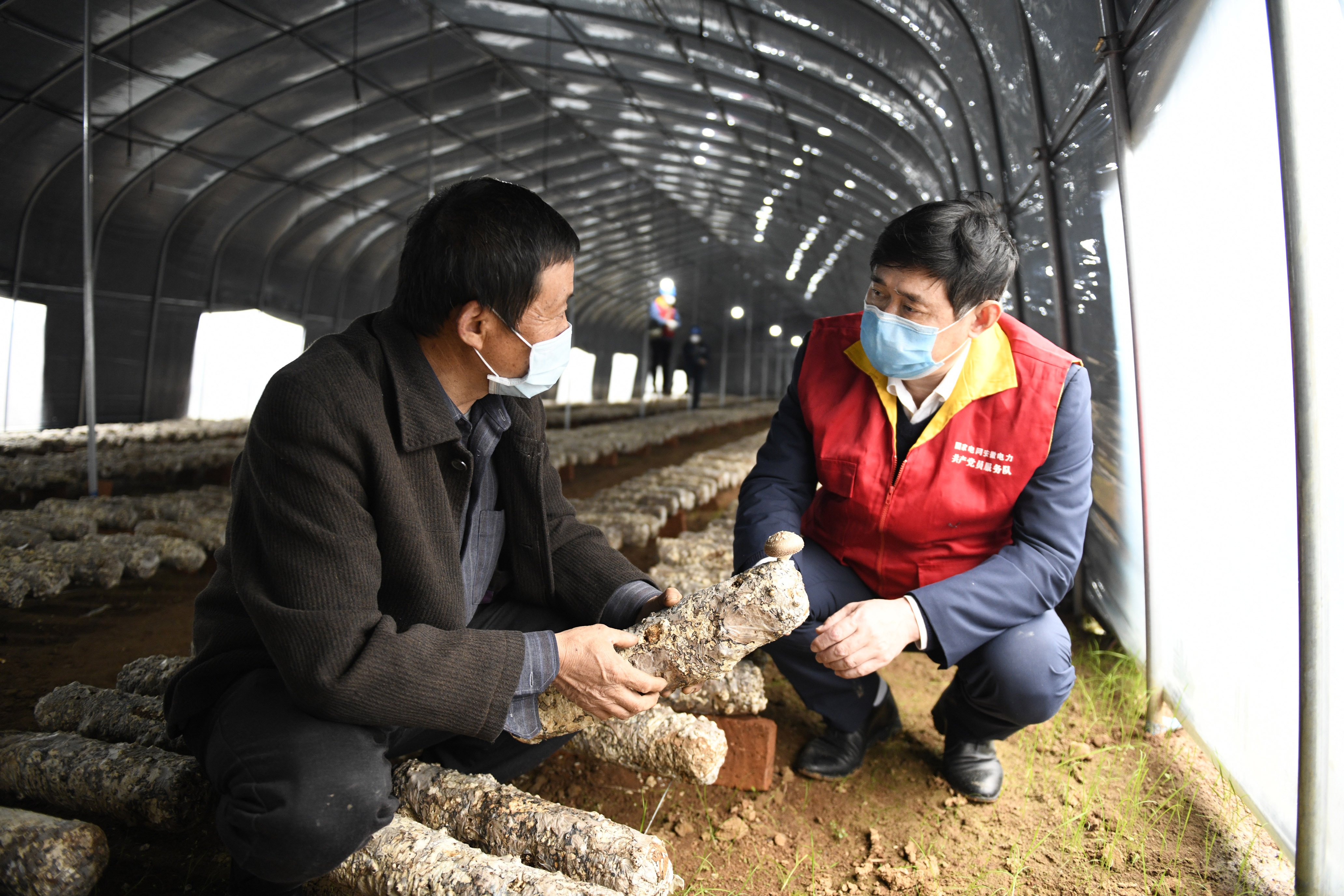 3月12日，在安徽省銅陵市郊區(qū)陳瑤湖鎮(zhèn)蝦溪村蘑菇種植扶貧大棚，駐村扶貧工作隊隊長楊曙光正在了解蘑菇長勢。 (4).JPG